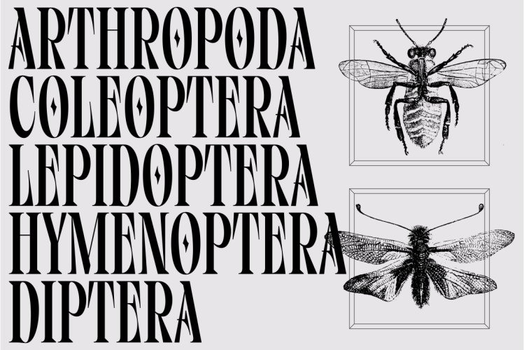 Vifellia Font free download preview 7 – Serif Fonts font